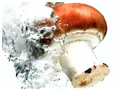 Schöne Bilder für Kochbücher, Magazine, Restaurants und Lebensmittelproduzenten.